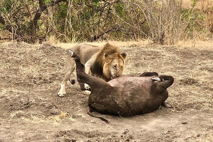 Mikumi Safari 1 Day Trip from Zanzibar: First-Choice 2025